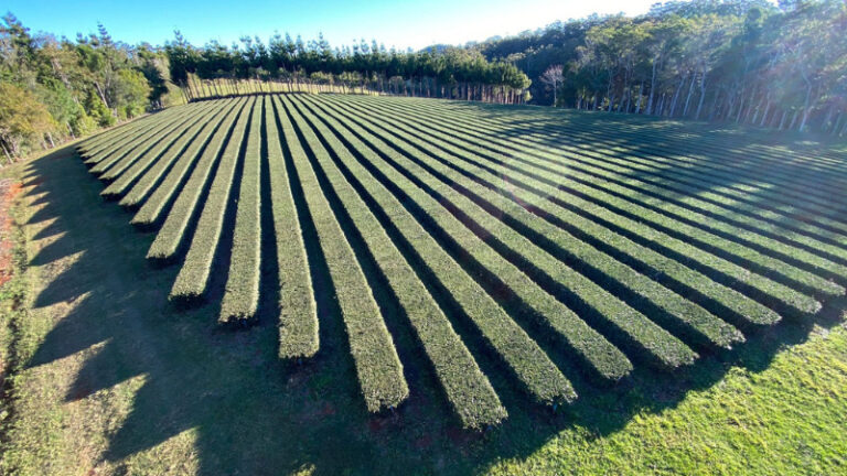 arakai estate1 1 768x432