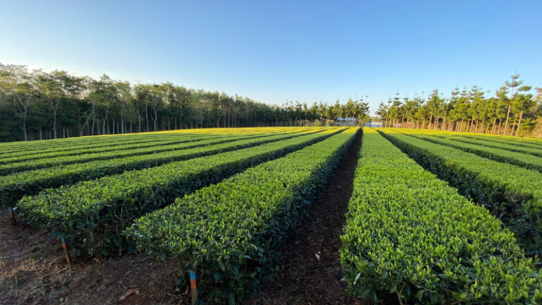 arakai estate2 1 768x432