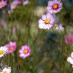basilea living herbs1 1 150x150