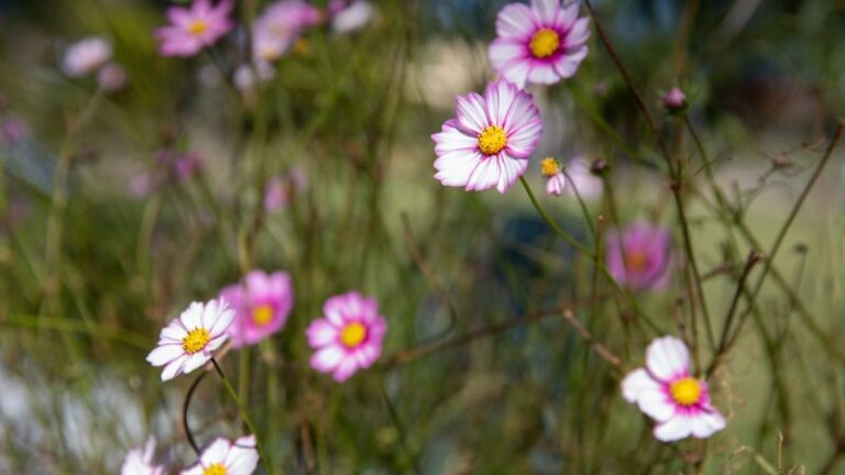 basilea living herbs1 1 768x432
