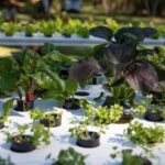 basilea living herbs2 1 150x150