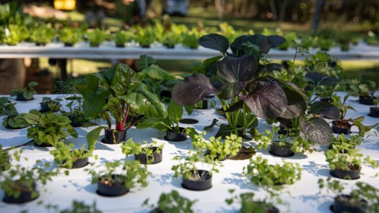 basilea living herbs2 1 768x432