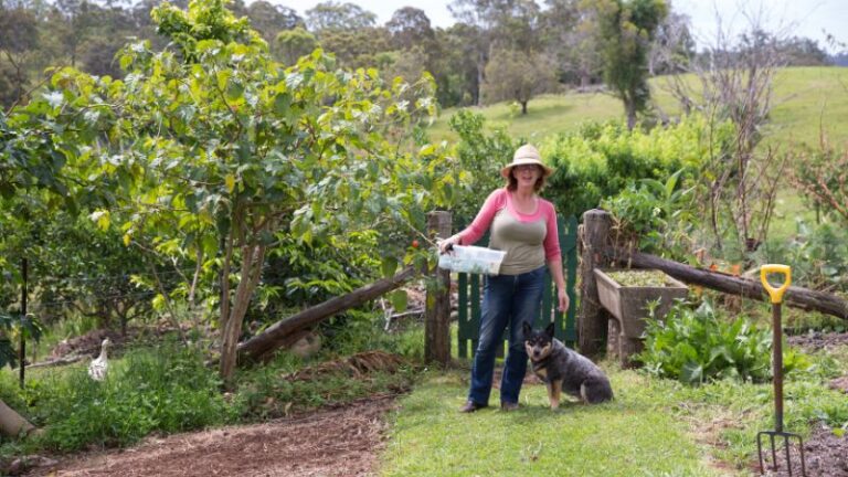 blue dog farm1 1 768x432