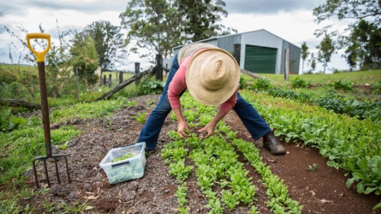 blue dog farm3 1 768x432