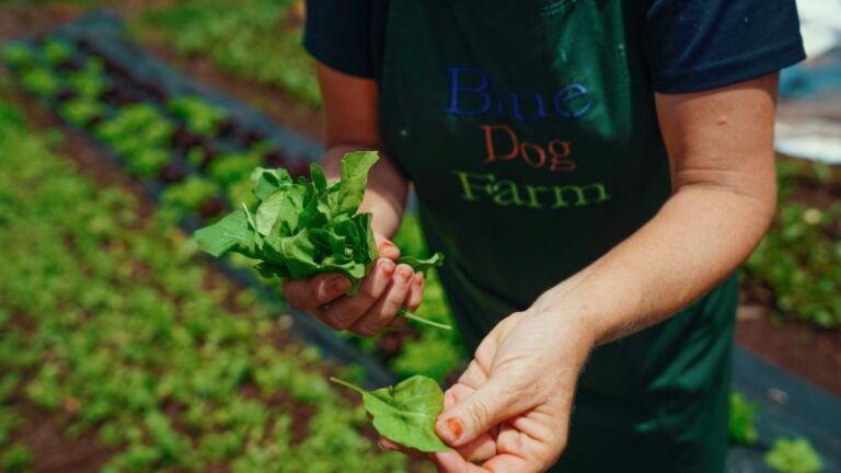 blue dog farm4 1 768x432