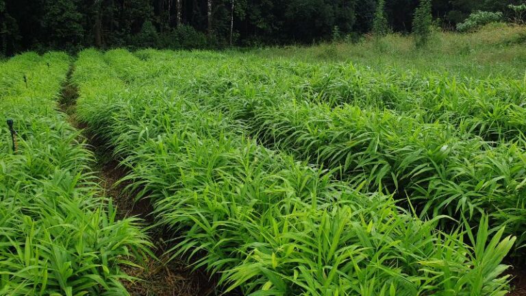 harefield horticulture2 1 768x432