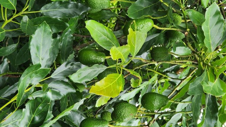 harefield horticulture4 1 768x432