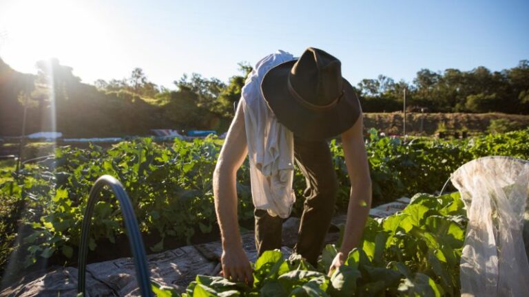 loop growers2 1 768x432