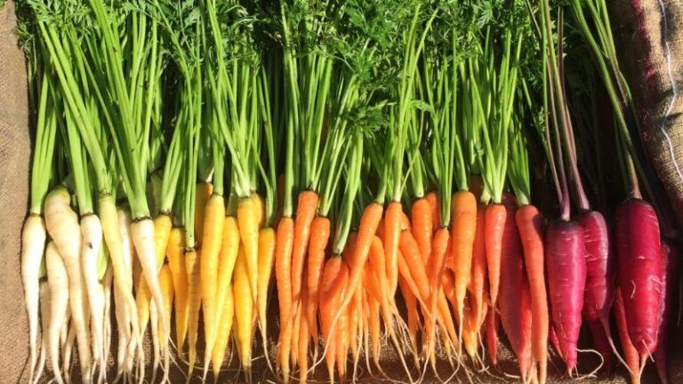 loop growers4 1 768x432