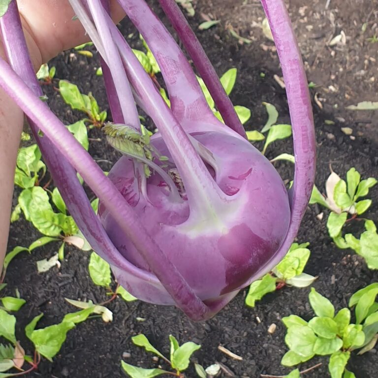 501552802 18017698103709938 9198881525263419574 n 768x768