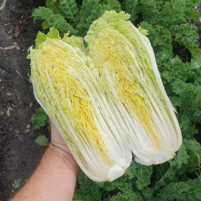 501899545 18017698244709938 382579981608880375 n 768x768