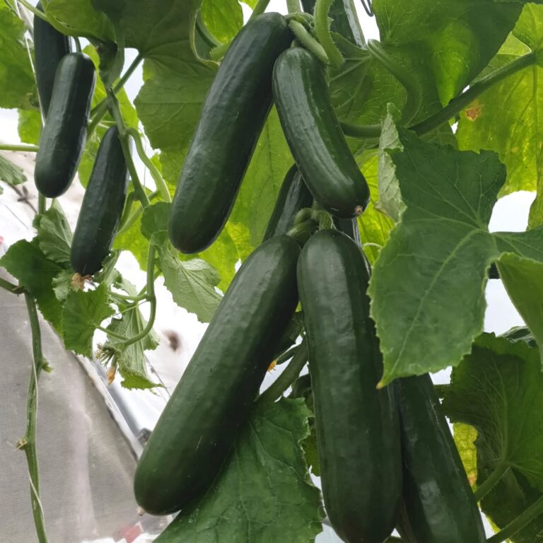 529754360 18025703831709938 4440603117870858377 n 768x768