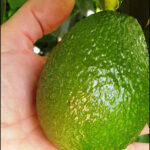 Screenshot 2025 11 18 062704 150x150