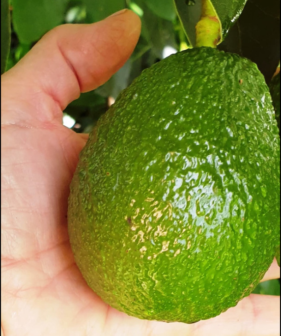 Screenshot 2025 11 18 062704