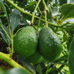 Screenshot 2025 11 18 062728 150x150