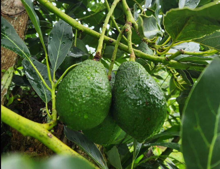 Screenshot 2025 11 18 062728 768x590