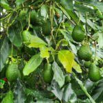 Screenshot 2025 11 18 062820 150x150