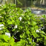 612146040 18190207417342864 8663083092663075202 n 150x150