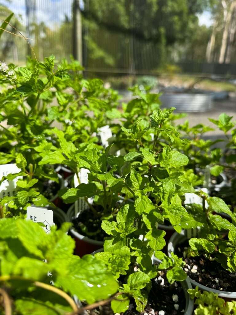 612146040 18190207417342864 8663083092663075202 n 768x1023