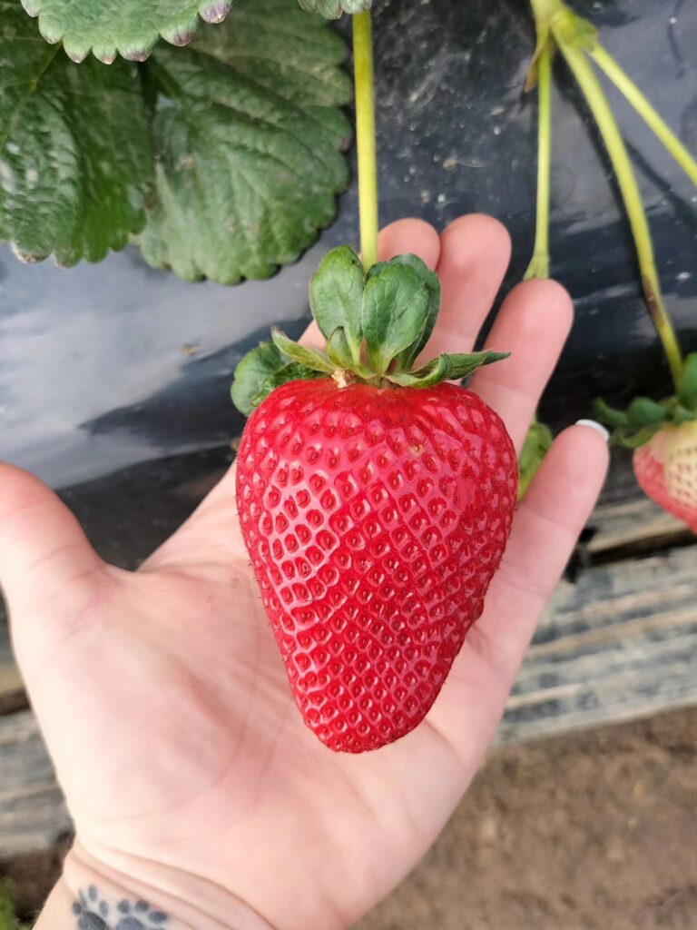 626423337 122111245101201425 2491211396932516236 n 768x1024