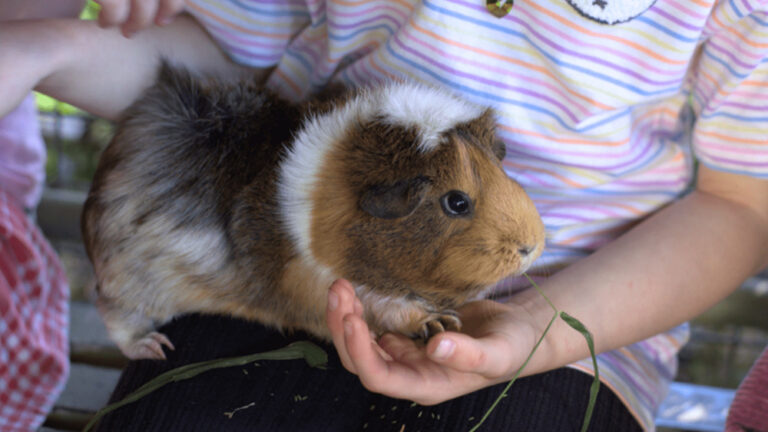 Untitled design min e1747378425894 768x432